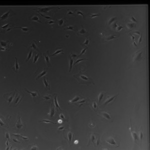 D2 Gel SiO2 1-1