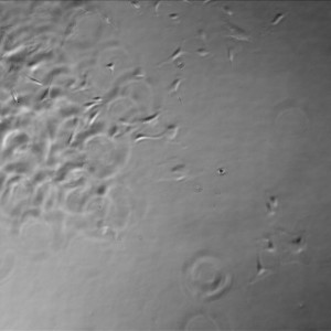 D2 Gel TC 2-1