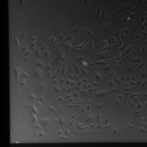 D3-5 Gel SiO2 1-2