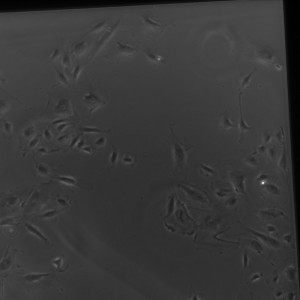 D3-5 Gel SiO2 2-1