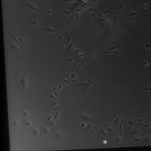 D3-5 Gel SiO2 2-2