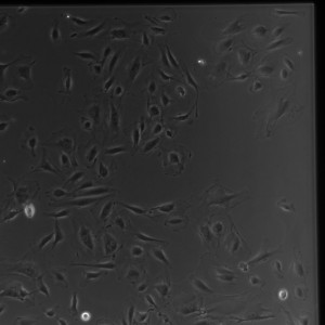 D3 Gel SiO2 1-1