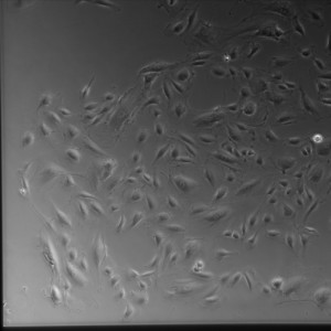 D3 Gel SiO2 1-2