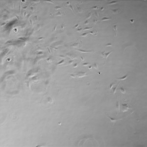 D3 Gel TC 2-1