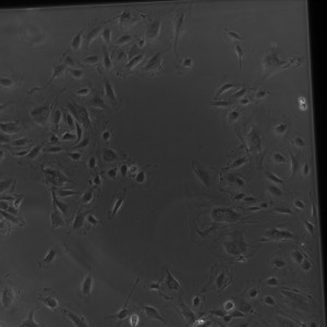 D4-5 Gel SiO2 2-1