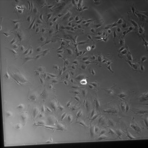 D5-5 Gel SiO2 2-2