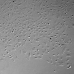 D5 Gel TC 2-1
