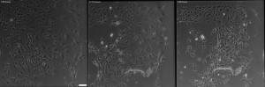 Gel SiO2 1-1 Combined