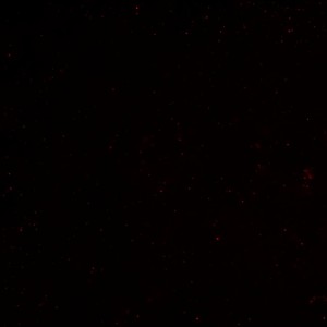No AC 150 Focal