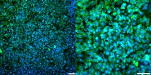 Gel High SiO2 Combined