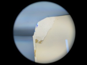 IMG_2521