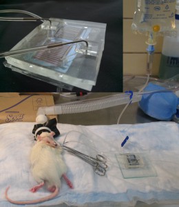 Ralph was connected to the dialysis mock-up but blood was not allowed to flow.