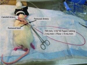 Ralph was connected to a loop of Tygon tubing and blood was allowed to flow for 5 min.