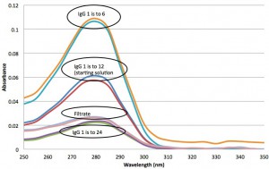 IgG ladder and filtrate