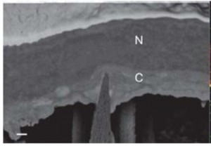 POROUS SILICON NANONEEDLES: A PLAFORM FOR INTRACELLULAR SENSING C. CHIAPPINI1, C.ALMEIDA1,2, P. CAMPAGNOLO1,2, L. CHOW1,2, M. M. STEVENS1,2