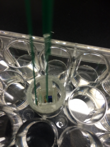 Example use with Chopstick TEER electrode