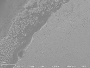 100 nm NPs 1081