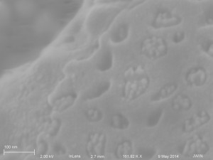 100 nm NPs 1081