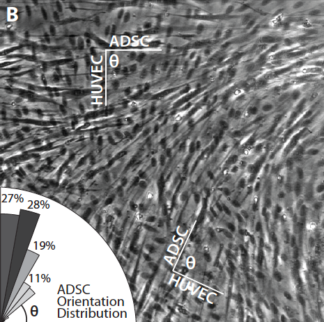 ADSC-Pericyte-Orientation