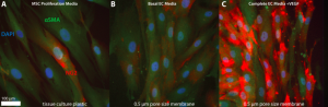 ADSC-Pericyte-Markers