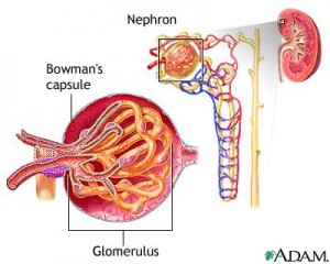 glomerulus2