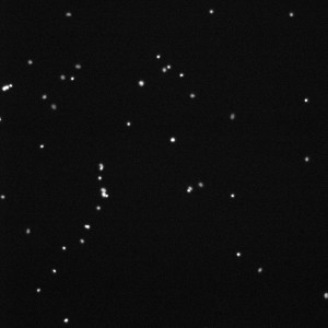 tcp_2_2_nuclei