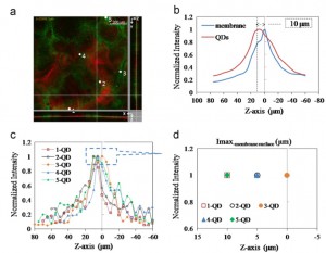 CLSM analysis