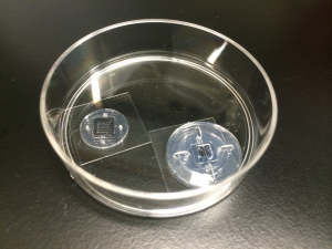 Silicone embedding of 9mm coverglass.