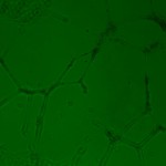 24 hrs 35 uL Geltrex, 20,000 cells, complete M200 media