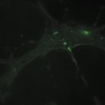 HUVEC and stained ADSC on TCP on 0.5 um high porosity membrane