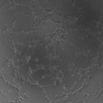 10H2_4 (3)