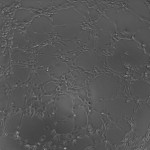 12HA2_4 (3)
