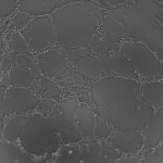 16HA2_4 (4)