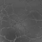 20HA2_4 (5)