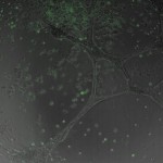 23HA1_4 (24)