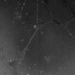 27HA1_4 (28)