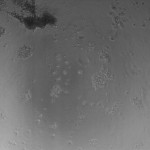 29H1_4 (48)