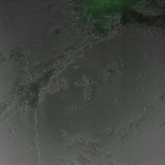 31HA1_4 (48)