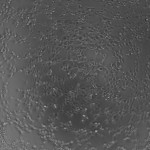 7HA1_4 (2)
