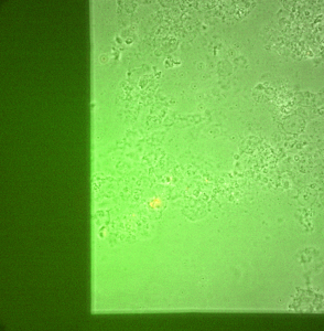 E, after bleaching. Just lysed cell carcasses.