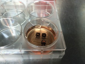 MgF2 membrane well does not have so many bubbles.