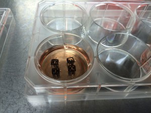 NPN Controls have a lot of bubbles around the edges of the gaskets