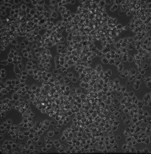 S1_day2_postfresh_20X