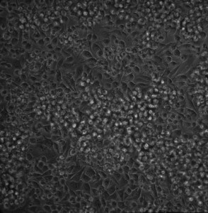 S1_day4_prefresh_20X