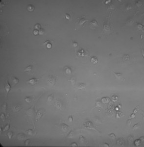 S2_day3_prefresh_20X