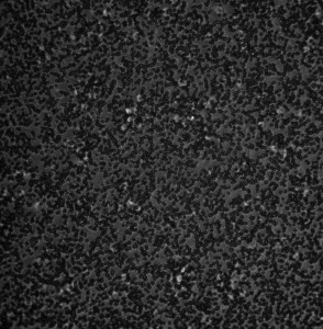 transwell_day3_prefresh_20X