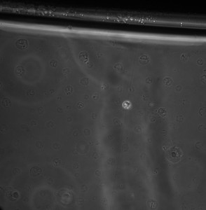 cells 90 hours_d_1