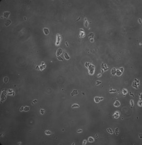 day four cells_d_1
