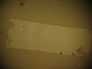 Pre-wetting photo of the membrane in experiment 1