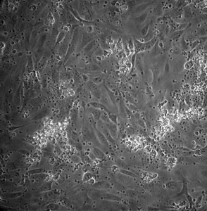 null_day4_prewash